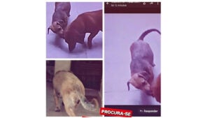  Procura-se por animal perdido no bairro JD INTERLAGOS