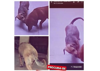  Procura-se por animal perdido no bairro JD INTERLAGOS