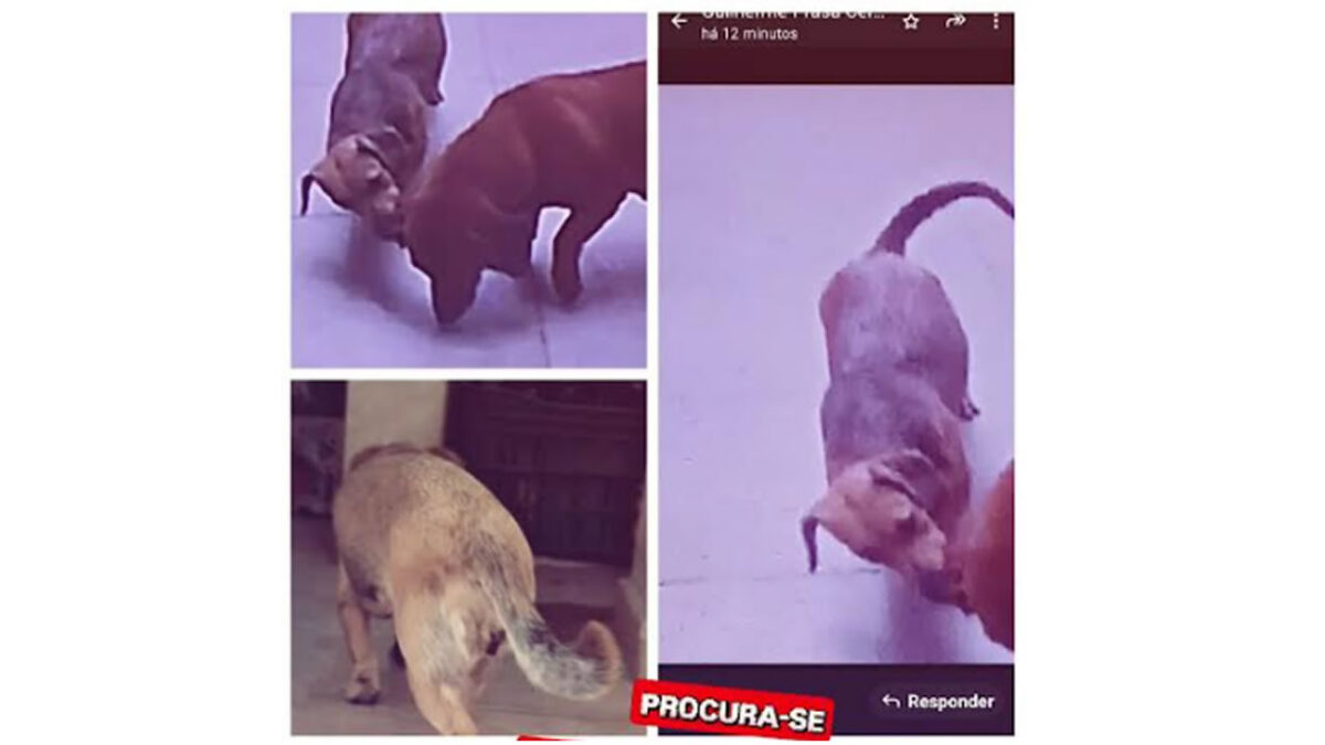 Procura-se por animal perdido no bairro JD INTERLAGOS