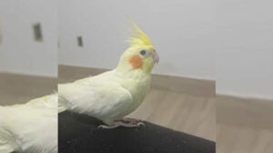 Procura-se por Bibi perdido no Santa Clara do Lago