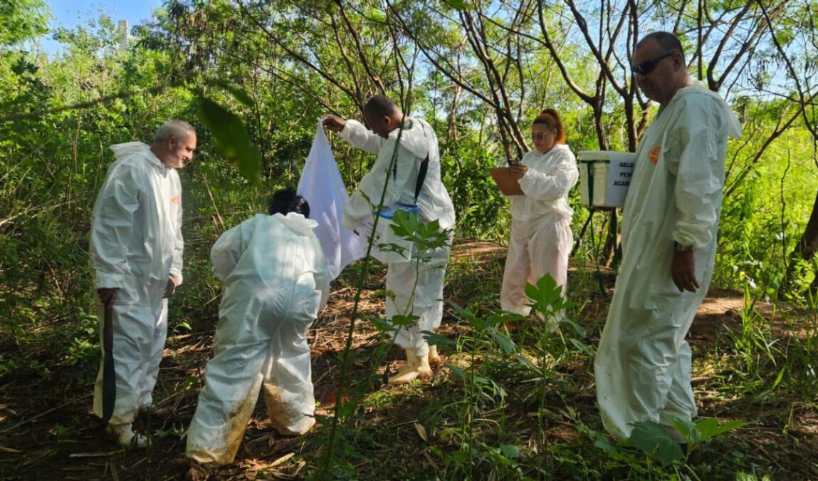 detecção de carrapato
