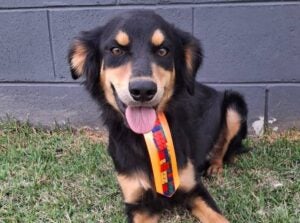 Feira de Adoção de Animais acontece neste domingo (6) no Taquaral