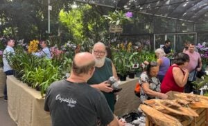 18ª Mostra de Orquídeas de Sumaré tem início nesta sexta-feira (11) com entrada gratuita