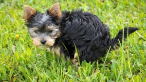 Recolhimento de fezes de animais em espaços públicos em Hortolândia