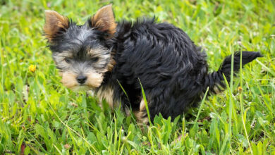 cachorro-fezes