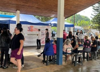 mutirão de castração