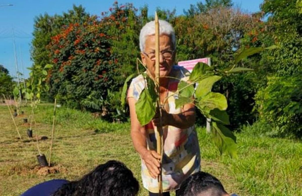 ipês brancos