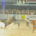 Peão de rodeio pisoteado por touro segue internado em estado estável