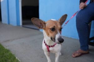 Hortolândia abre inscrições para mutirão de castração com 690 vagas para animais domésticos