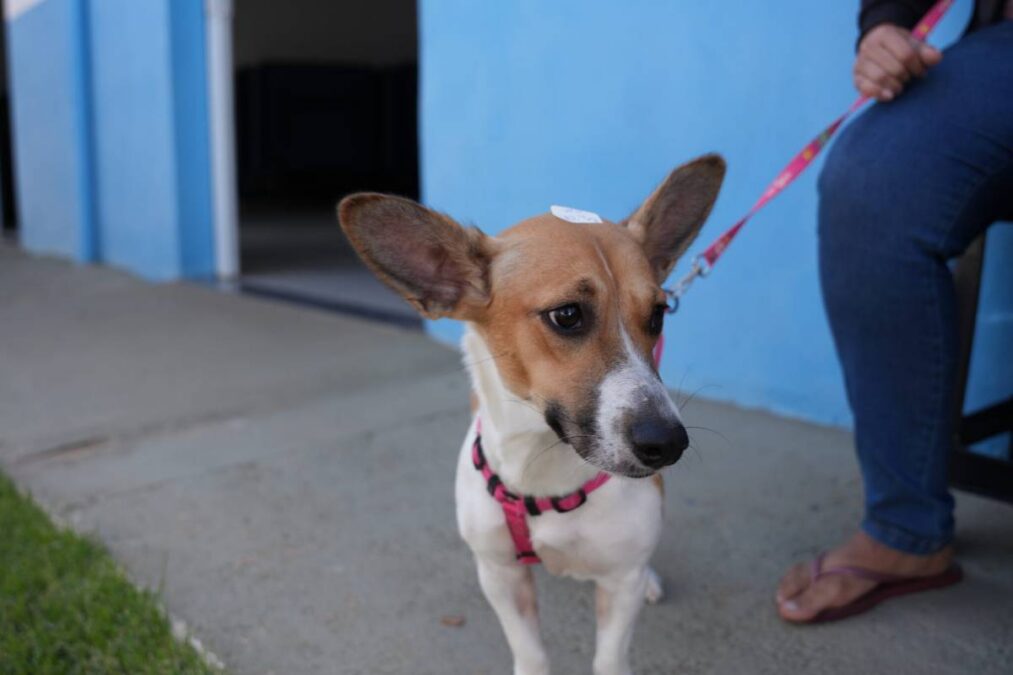 mutirão de castração