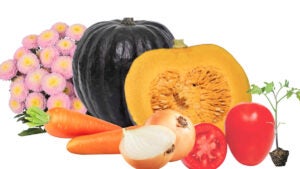 HORTITEC 2025: Maior feira de horticultura da América Latina acontece de 25 a 27 de junho em Holambra