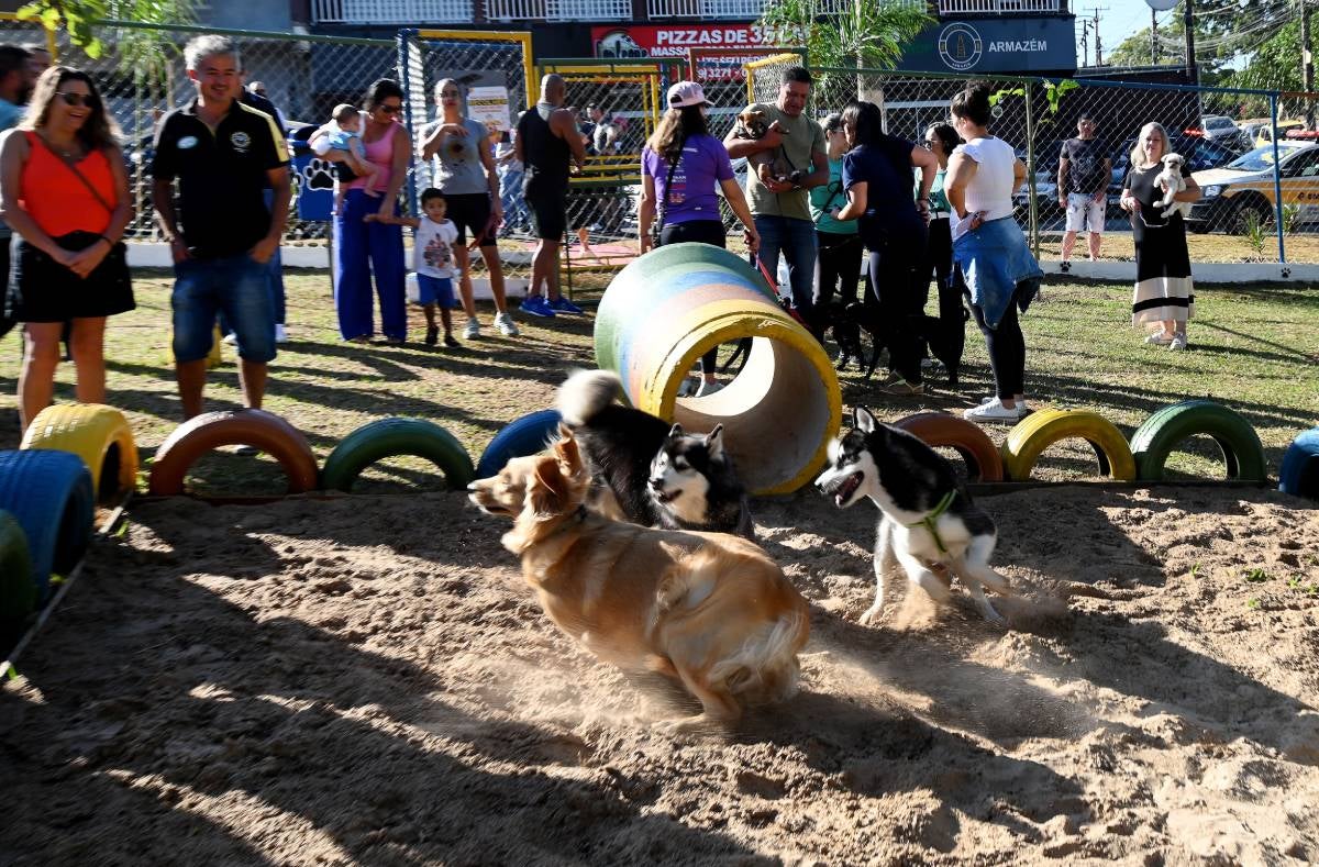 reduzir o stress do seu cão