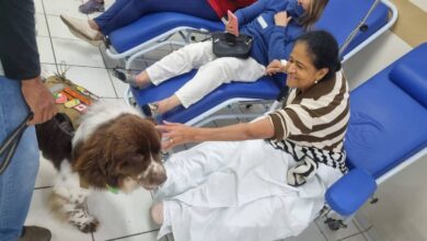 Cão Terapia