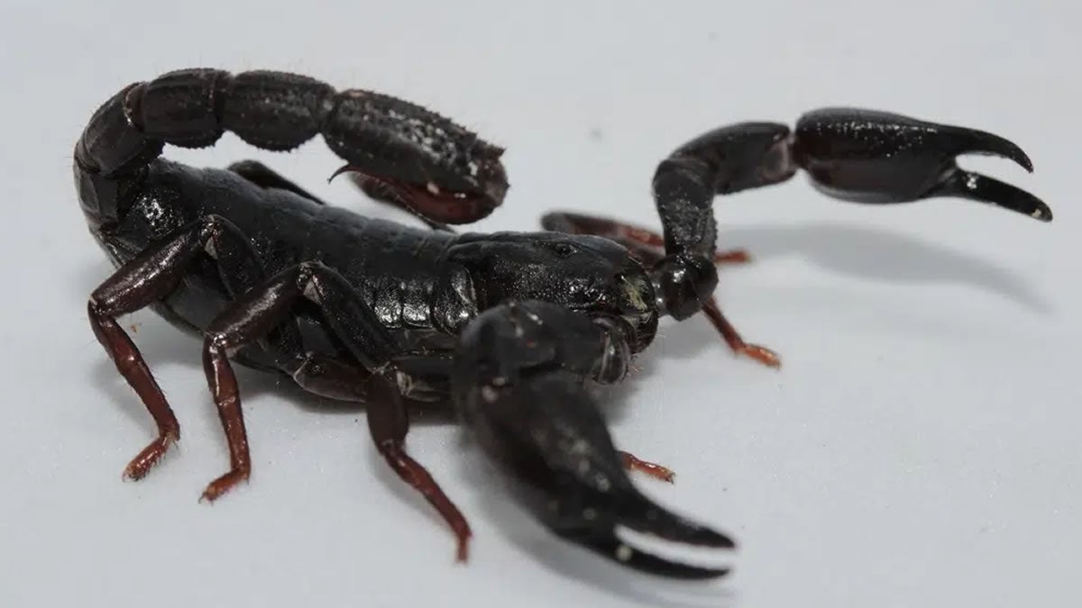 escorpião da Amazônia