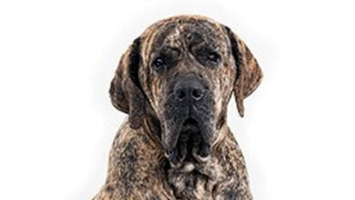 fila brasileiro