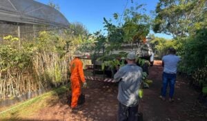 Hortolândia ganhará microfloresta urbana em comemoração ao Dia Mundial do Meio Ambiente