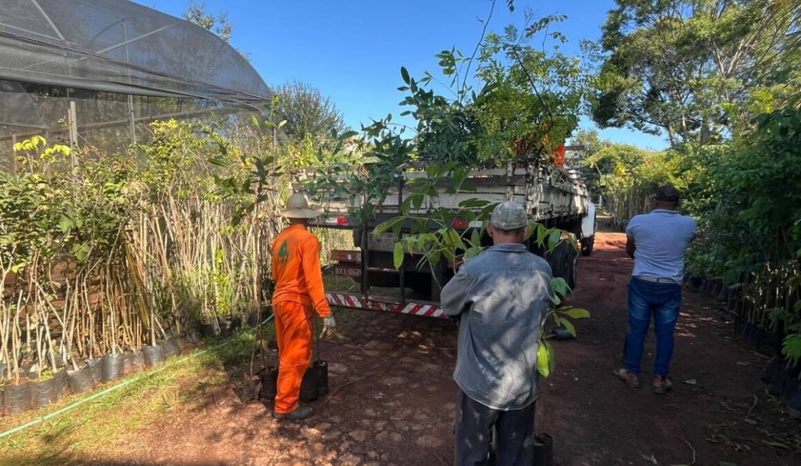 microfloresta urbana