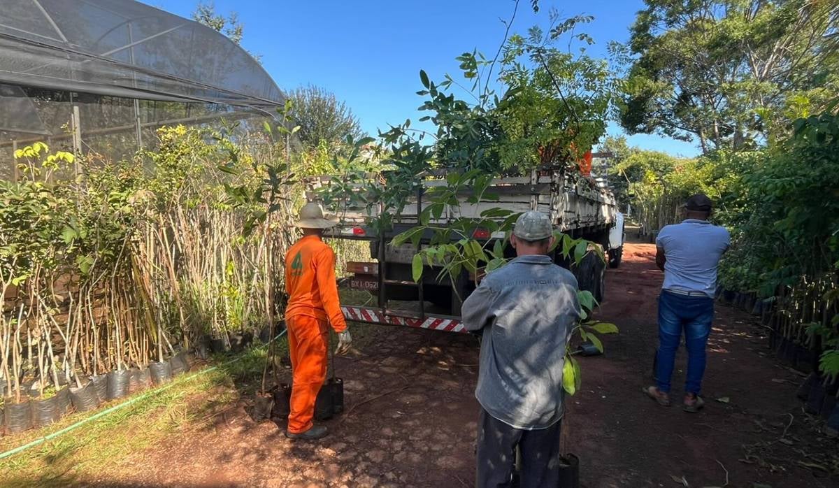 microfloresta urbana