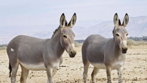 Jumentos em risco de extinção no Brasil