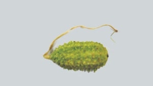 Maxixe: conheça os benefícios surpreendentes deste superalimento brasileiro