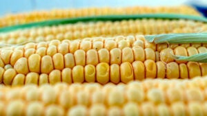 Amparo recebe 1º Festival do Milho Verde e Festival “Eu Amo Chocolate – Edição Morango”