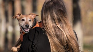 Como proteger seu Pet no Inverno