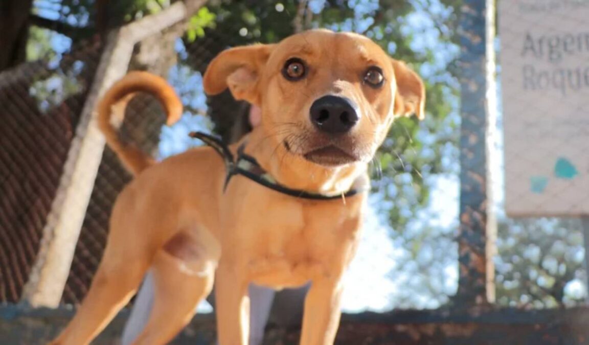 Vira-latas Cachorros Caramelos