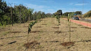 Hortolândia planta 550 novas árvores e reforça meta de reflorestamento urbano