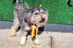 Feira de adoção de cães acontece neste domingo no Taquaral