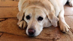 Diabetes em cães e gatos: como identificar sintomas e cuidar da saúde do seu pet