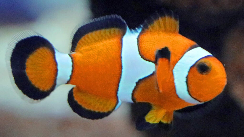 Aquário Municipal de Campinas