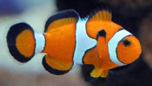 Aquário Municipal de Campinas reabre no Bosque dos Jequitibás com novidades para os visitantes