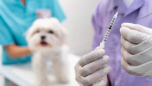 Falta de vacinação ainda causa mortes evitáveis entre cães e gatos no Brasil