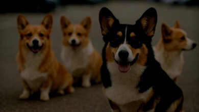 Quatro corgis sorrindo juntos.