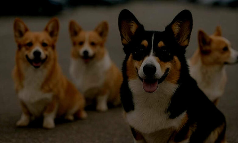 Quatro corgis sorrindo juntos.