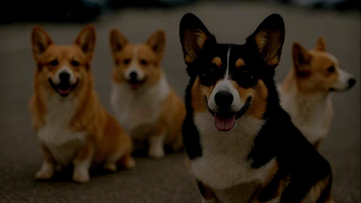 Quatro corgis sorrindo juntos.