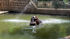 Hipopótamo Dinho comemora 19 anos com festa especial no Bosque dos Jequitibás em Campinas