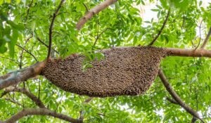 Saiba o que fazer ao encontrar enxames de abelhas e marimbondos