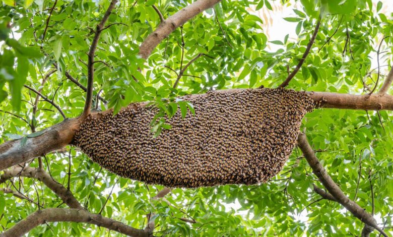 enxames de abelhas