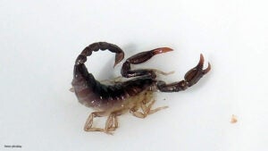 Escorpiões e pets: como proteger cães e gatos dos acidentes mais comuns no Brasil