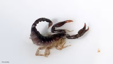 escorpiao