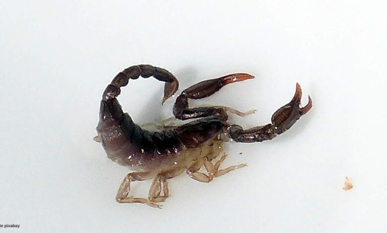 escorpiao