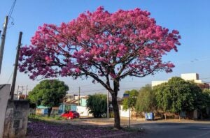 Hortolândia celebra Dia da Árvore com programação especial