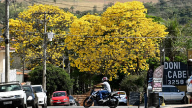 ipe-amarelo
