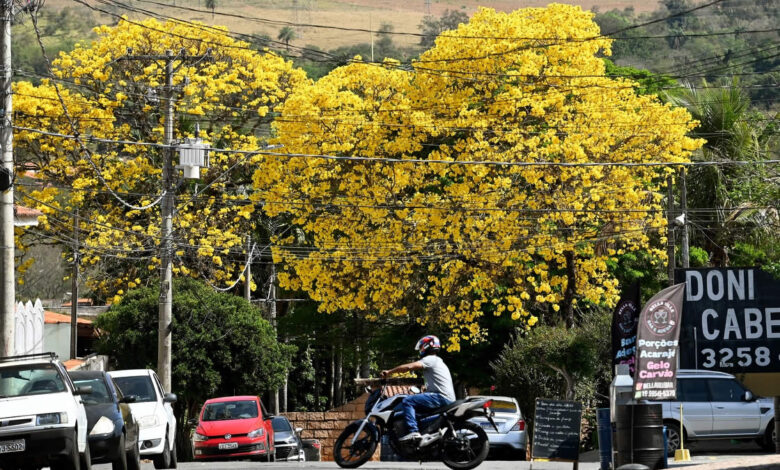 ipe-amarelo
