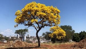 Ipês em flor: Hortolândia ganha cores vibrantes durante a temporada de floração