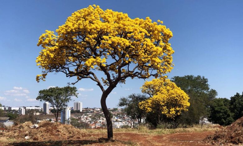 ipês