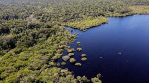 Desmatamento na Amazônia cai 11% e confirma tendência de redução