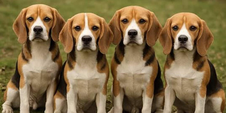 Beagles