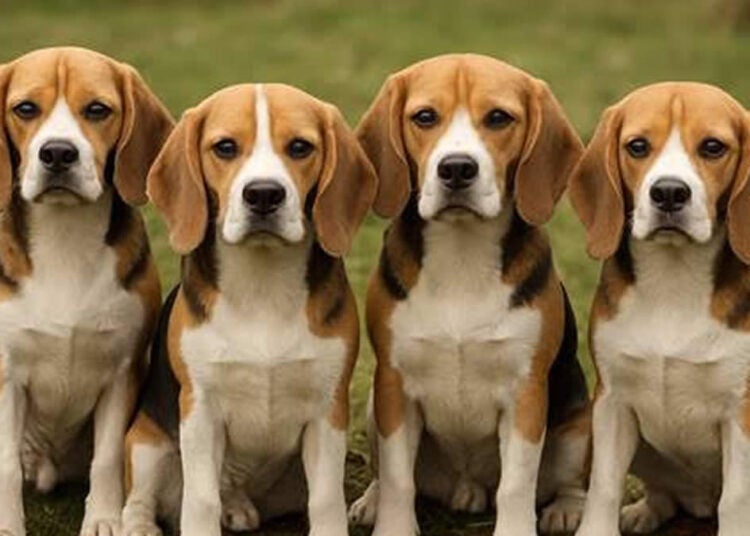 Beagles